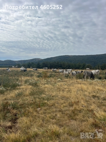   Продавам, Крави сиво Искърско  6 бр, снимка 1