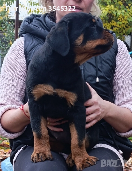 РОТВАЙЛЕР, снимка 1