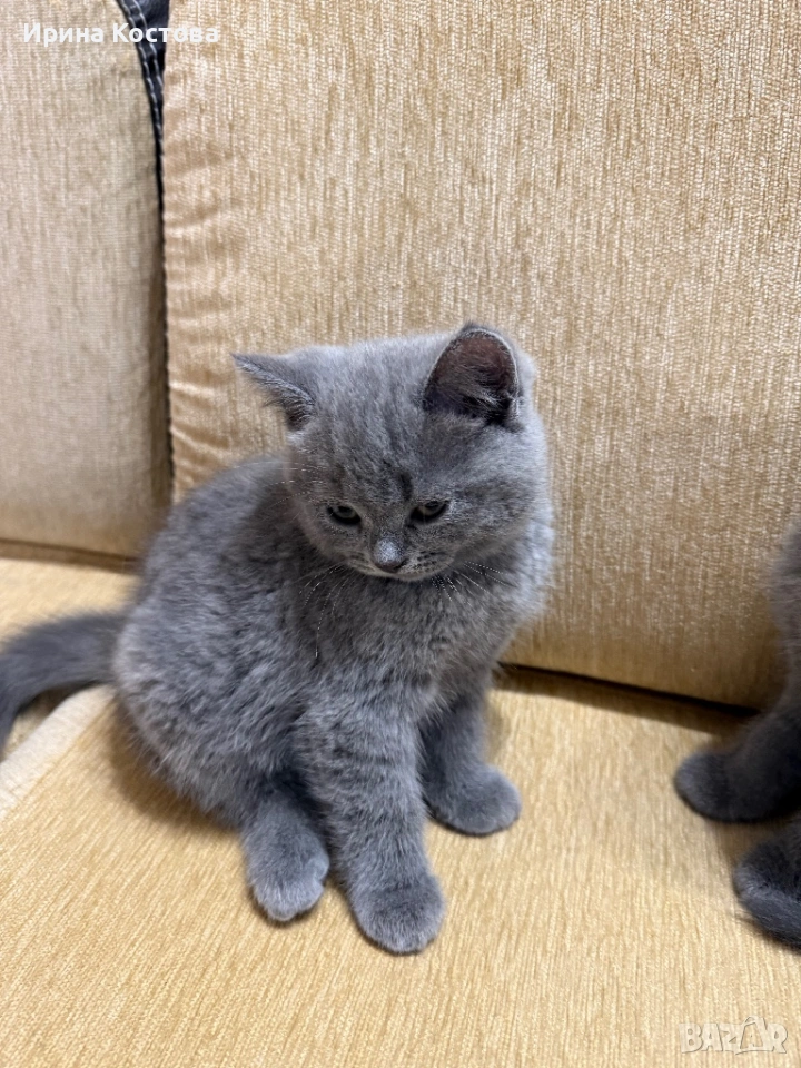 Продава се малко игриво британче, снимка 1