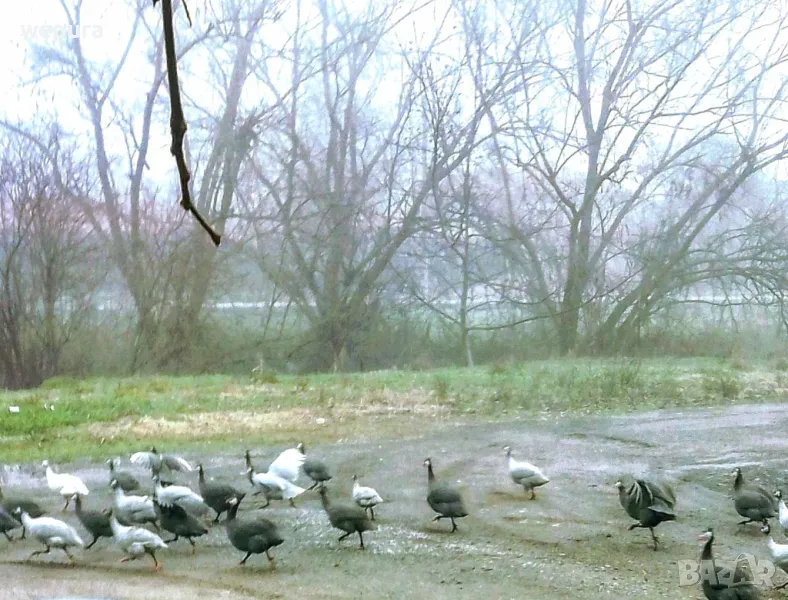 Продавам токачки, снимка 1