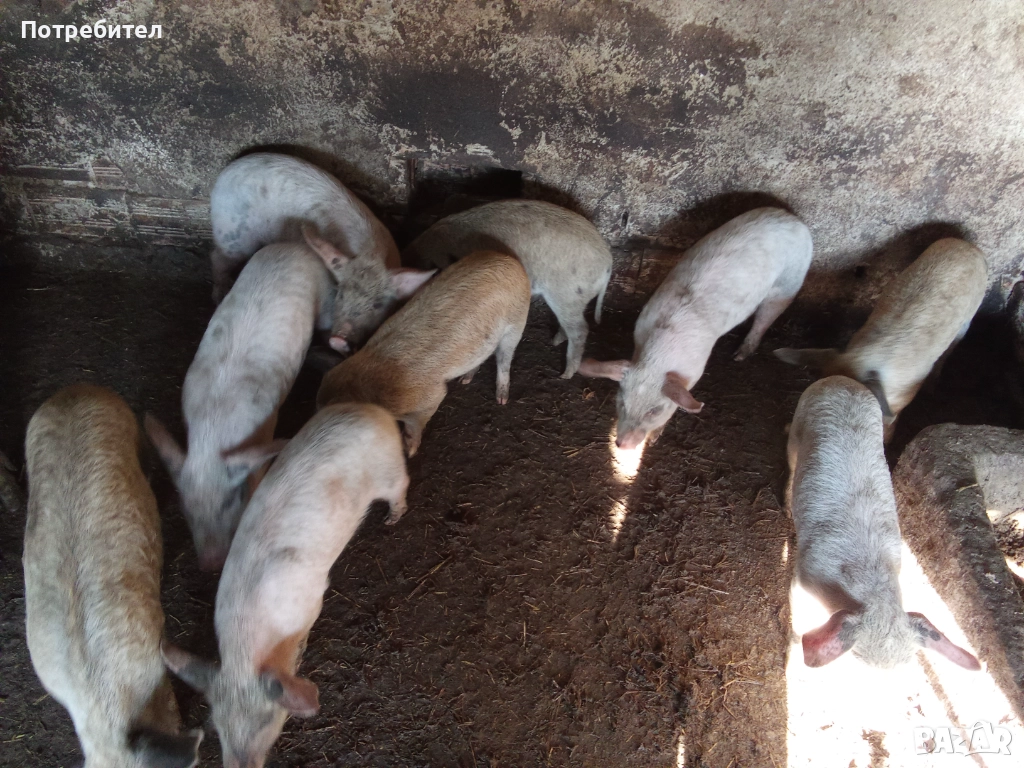 Прасенца отбити имунизирани 150лв, снимка 1