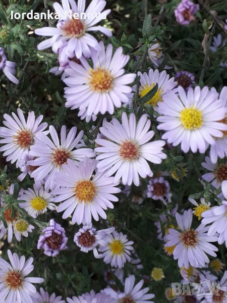 Астра , снимка 1