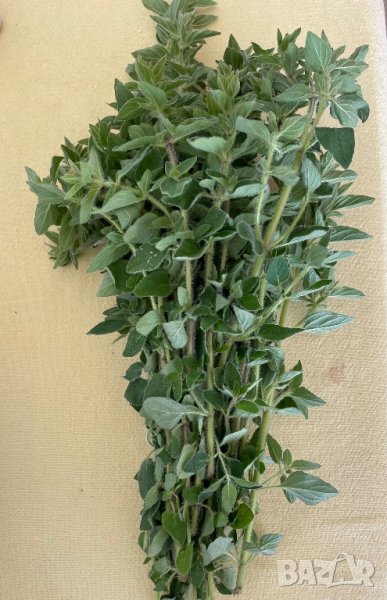 Пелин на връзка вече изсушен, снимка 1