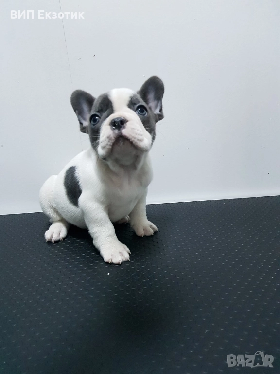 ПРОДАВА ФРЕНСКИ БУЛДОГ, снимка 1