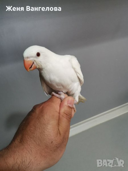 Малък александър, снимка 1