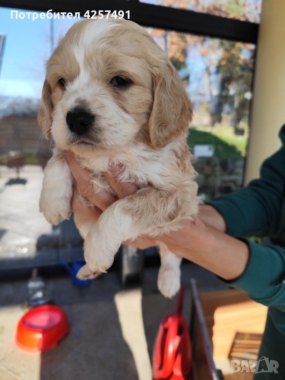 Продавам малки кученца епаньол бретон шпаньол, снимка 1