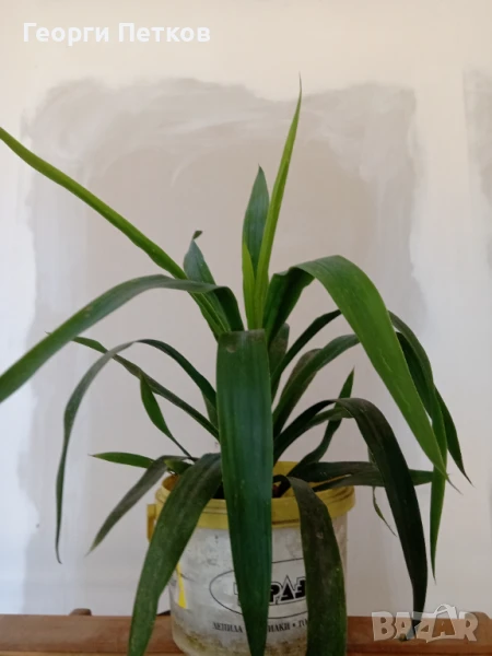 Стайна Палма Юка - 40 см.чисто, без контейнера., снимка 1