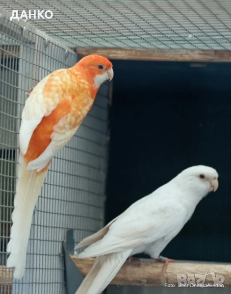 ПРОМОЦИЯ!!! РАЗМНОЖАВАЩИ СЕ ДВОЙКИ ПЕНАНТОВИ РОЗЕЛИ, снимка 1