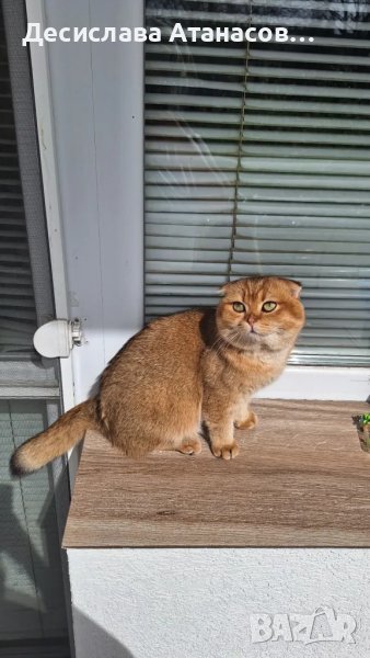 Породист мъжки котарак за разплод –Шотландска златна чинчила, снимка 1