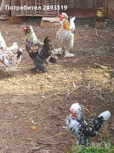 Струмски Бантам, снимка 1