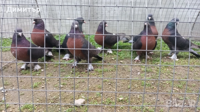 Продавам гълъби Миро може и бартер , снимка 6 - Гълъби - 51092225