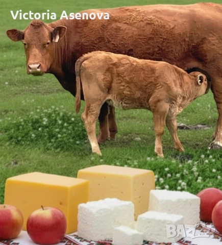 Домашно краве сирене, зряло, домашен крави кашкавал зрял 50+ дни. 