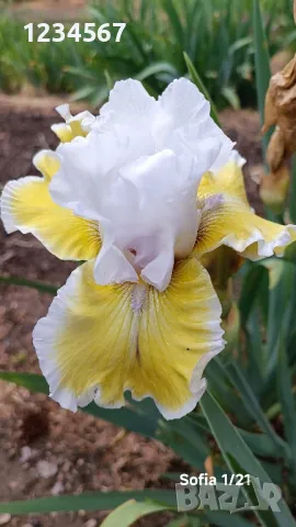 Ириси ризоми от сортови брадати ириси, снимка 15 - Градински цветя и растения - 50398119