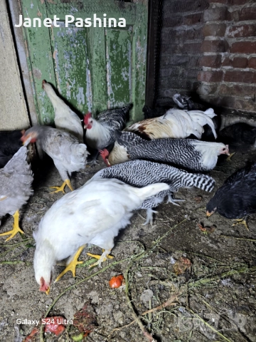 Петли от породата легхорн  и бракел