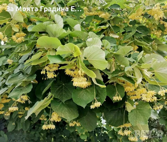 Липа Фиданки, снимка 3 - Градински цветя и растения - 49766594