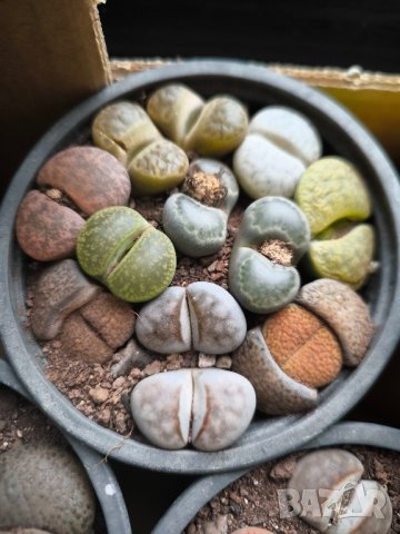 Lithops/живи камъчета/, снимка 6 - Стайни растения - 39521079