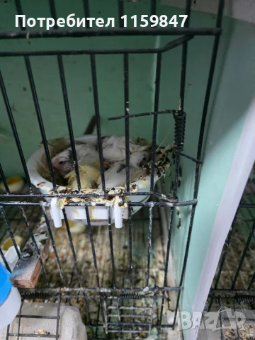 Канарчета , снимка 7 - Канари - 51305502