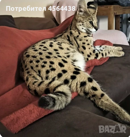 Наличен сервал каракал f1 Каракал със савана f1 котенца, снимка 6 - Други - 51364845