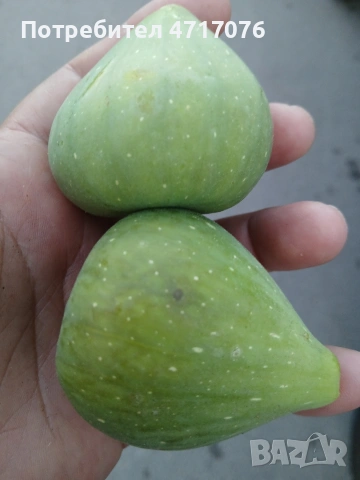 дръвчета от смокиня едроплодна, далматинска и брънсуйк , снимка 4 - Разсади - 53201957