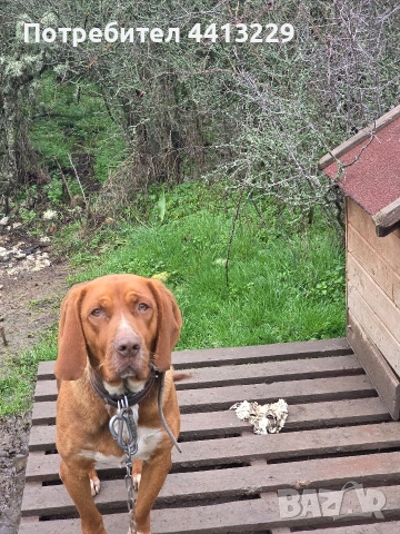 гонче,свинари