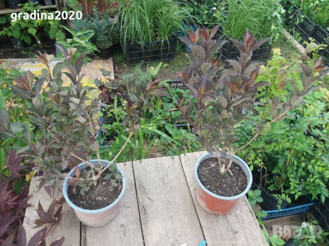 Вайгела  - Налични 4 вида, снимка 8 - Разсади - 42940747