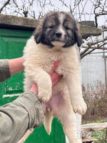 Продавам малки кученца, снимка 3 - Каракачанска овчарка - 53146650