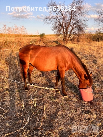Кобила и Женско муле, снимка 3 - Коне - 52366920