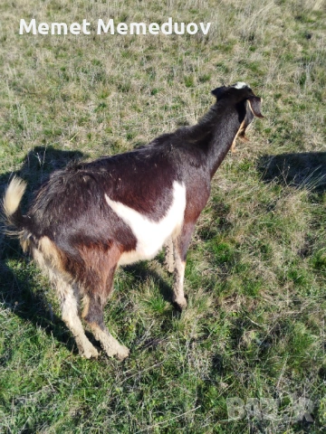 Продавам две ярета и една коза , снимка 4 - Кози - 53082435