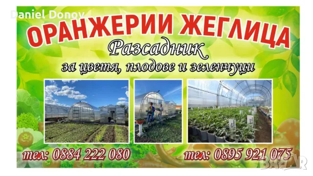 Разсад 150 сорта домати, зеленчуци и цветя, снимка 1