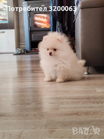 Померан мини мини 