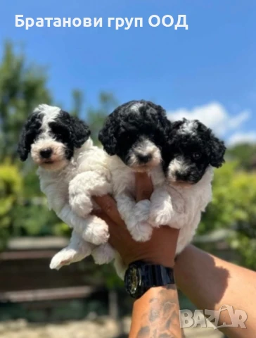 Той Пудели парти разцветка с родословие , снимка 3 - Пудели - 50875907