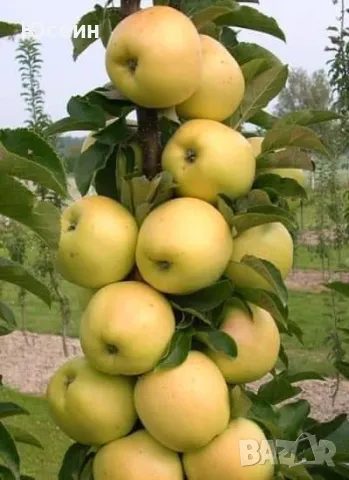 Овощни дръвчета , снимка 5 - Градински цветя и растения - 47826481