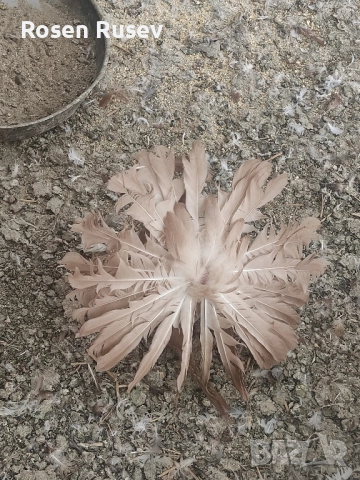 Свободни гълъби 100 бр.Пощи Ардезио гълъби на въртене , снимка 14 - Гълъби - 52429670