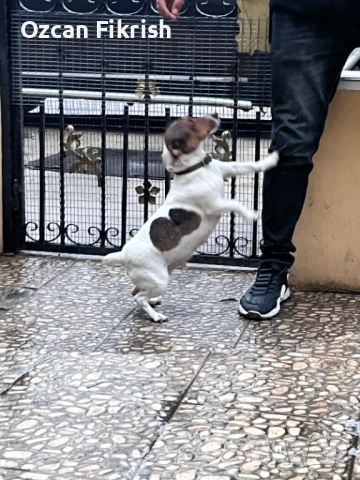 Продавам Джак Ръсел, снимка 7 - Джак ръсел териер - 52990906