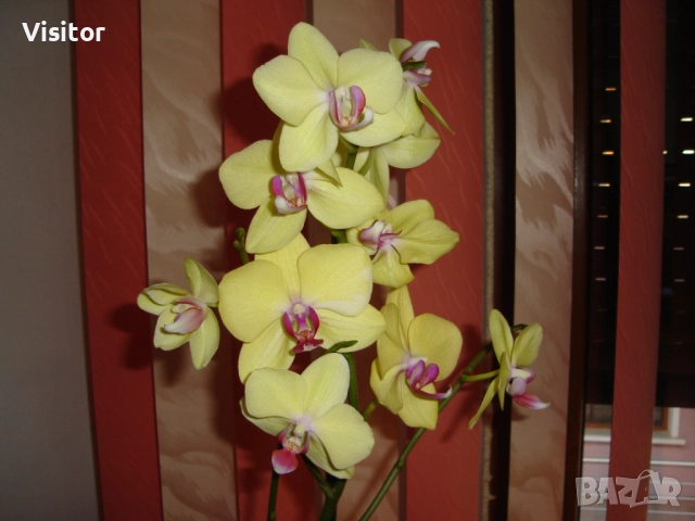 фотоапарат Sony Cyber-shot DSC-S40, снимка 12 - Фотоапарати - 51769173