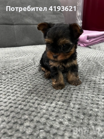 мини йоркширски териер, снимка 2 - Йоркширски териер - 53255652