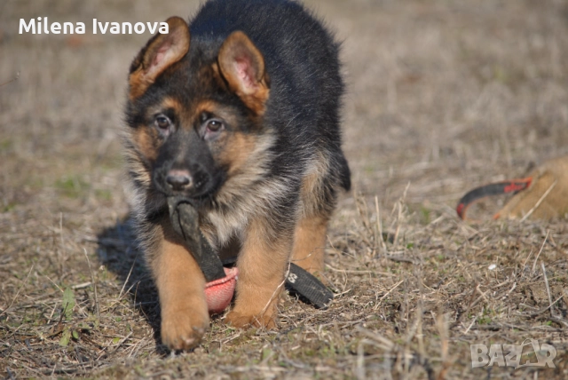 Немски овчарки от легитимен развъдник , снимка 6 - Немска овчарка - 52801099