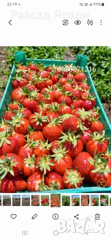 Разсад целогодишни ягоди, снимка 2 - Разсади - 53586828