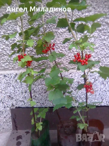 Червено френско грозде, снимка 2 - Градински цветя и растения - 49476043