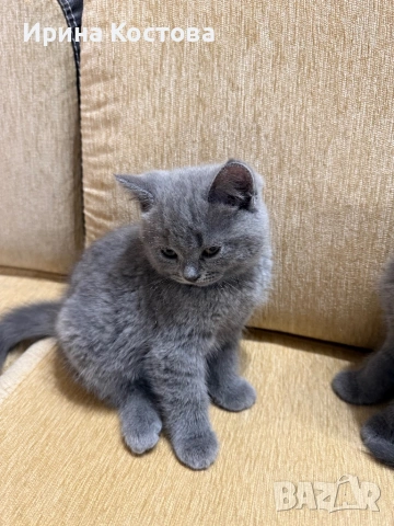 Продава се малко игриво британче