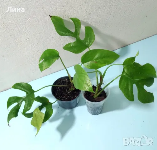 Рафидофора тетрасперма(Rhaphidophora tetrasperma) , снимка 2 - Стайни растения - 49606810