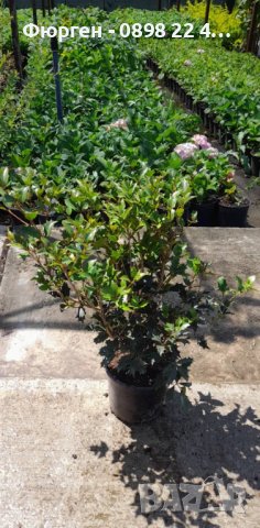 Османтус - osmanthus purpureus, снимка 7 - Разсади - 43887698