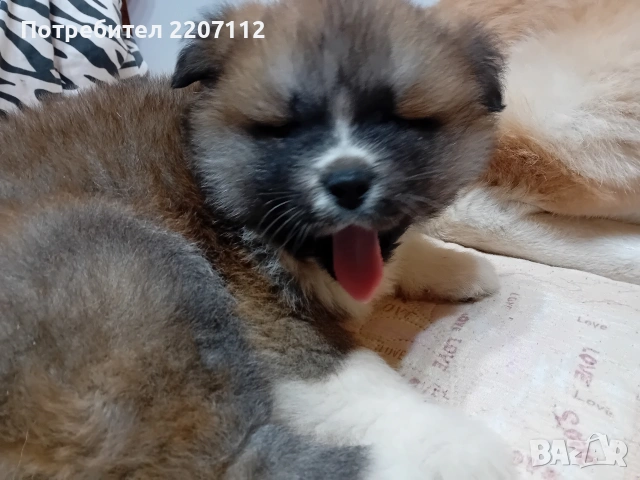 Продавам женско Акита ину на 45 дни. обезпаразитено., снимка 2 - Акита ину - 53146736