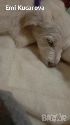 кучето е на пет месеца казва се Рафи ли е много игрив , снимка 3 - Други - 53207656