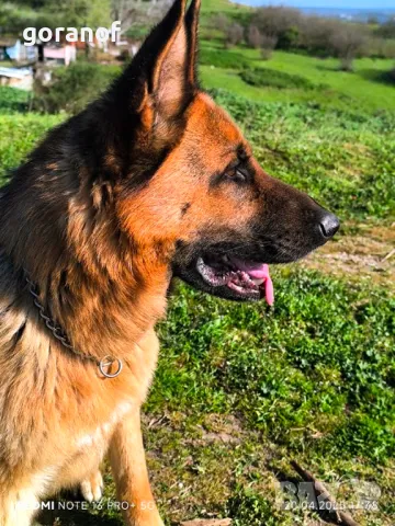 Чистокръвна немска овчарка за РАЗПЛОД, снимка 3 - Немска овчарка - 49961288