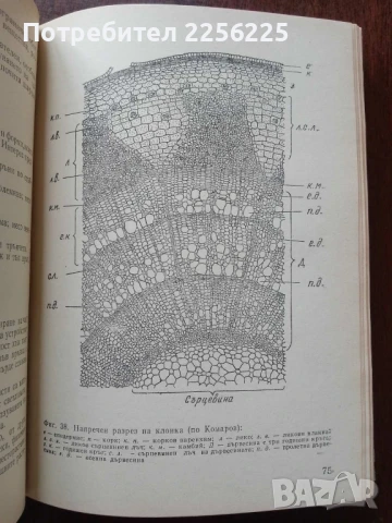Практическо овощарство, снимка 2 - Специализирана литература - 50611699