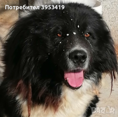 каракачански кученца със доказан произход, снимка 5 - Каракачанска овчарка - 52579680