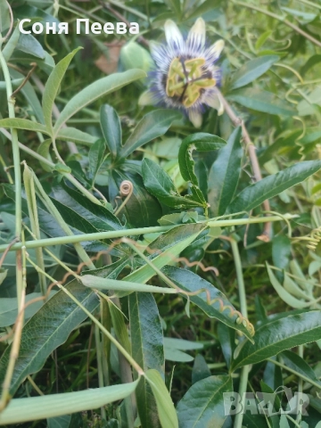 Пасифлора в контейнер, снимка 9 - Градински цветя и растения - 51752208