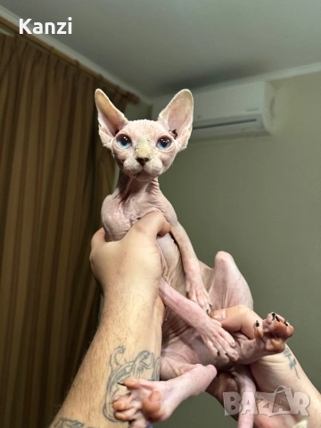 Сфинкс Sphynx, снимка 3 - Сфинксове - 52901293