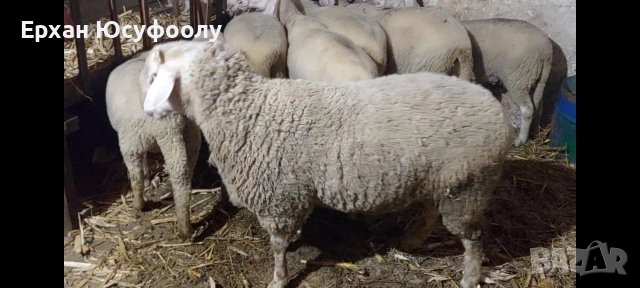 Овеннн, снимка 3 - Овце - 52726668
